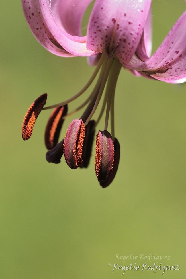 Imagen 11 de la galería de Otras Flores